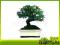 Pistacja - bonsai domowy