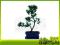 Podocarpus - bonsai domowy