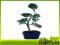 Ostrokrzew karbowany - ilex - bonsai domowy
