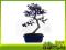 Loropetalum rubra - bonsai domowy