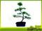 Ostrokrzew karbowany - ilex - bonsai domowy