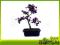 Loropetalum rubra - bonsai domowy