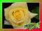 Róża Na Pniu Żółta gatunek I z doniczki art. 536