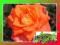 Róża Na Pniu Pomarańczowa gat. I z doniczki art537