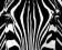 Plakat obraz 40x50 Zebra WG04499