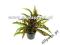 CRYPTOCORYNE COSTATA # 1szt # SONGROW # allpets_pl