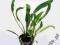 CRYPTOCORYNE SPIRALIS # 1szt # allpets_pl