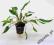 CRYPTOCORYNE KRAUTERII # 1SZT # allpets_pl