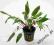 CRYPTOCORYNE AXELROD # 1SZT # allpets_pl