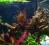 CRYPTOCORYNE W. MI OYA # TROPICA 1 SZT #allpets_pl