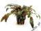 CRYPTOCORYNE WENDTII BROWN # KOSZYK # allpets_pl