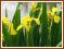 W22 Kosaciec żółty (Iris pseudacorus) sadzonki p