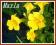 W29 kroplik żółty (Mimulus luteus) sadzonki p9