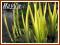 W26 Kosaciec żółty 'Variegata' (Iris) sadzonki
