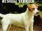 Jack &amp; Parson Russel Terrier - Christina Pette