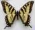 Papilio rutulus USA 71mm