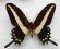 Papilio hectorides Brazylia 74mm