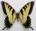 Papilio glaucus USA 90mm