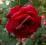 Róża wielkokwiatowa 