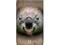 MOTOROLA DROID RAZR XT910 Koala HEAD CASE etui