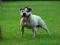 STAFFORDSHIRE BULL TERRIER STAFFIKI BARDZO MOCNE