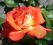 RÓŻA pomarańczowa MONIKA róże WIELKOKWIATOWA