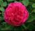 Róża angielska Othello purpurowo czerwona