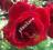 RÓŻA czerwona GEJSZA róże BORDOWA na pergole