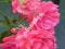 RÓŻA ciemno różowa TEMIDA róże RABATOWA drobna