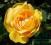 RÓŻA parkowa IZAAK róże ANGIELSKIE żółte KRZEWY
