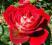 RÓŻA czerwona KRONOS róże KRZEWY wielkokwiatowa