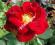 RÓŻA róże MINIATURKA Melpomena czerwona DROBNA