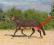 Derka przeciwdeszczowa zewnętrzna125-155cm koni