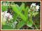 W2 Bobrek trójlistkowy (Menyanthes trifoliata) p9