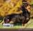 DACHSHUNDS 2015 POCKET PLANNER