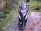 Kymco Dink 125 cm 2012r. Kategoria B