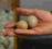 Jaja lęgowe bażantów - Bażanty łowne - 30 sztuk