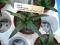 Kaktusy Agava victoria-reginae don 5,5cm