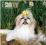 SHIH TZU 2015 WALL CALENDAR