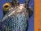 MADAGASCAR WILDLIFE (BRADT TRAVEL GUIDE) Garbutt