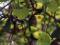 kokornak mandżurski Aristolochia manshuriensis