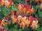 Wiciokrzew hecrota American Beauty, pachnący
