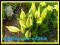 TULEJNIK AMERYKAŃSKI roślina wodna Lysichiton