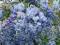 WISTERIA Glicynia Niebieska BLUE DREAM 70-80 cm 2L