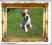*Jack Russell Terrier ZKwP FCI od Shortie Jacks *