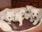 West Highland White Terrier szczenieta Torun
