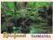 pocztówka TASMANIA las tropikalny