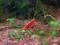 Krewetki Red Cherry wielkość 1,5cm