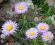 Aster alpinus var. dolomiticus