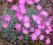 Dianthus gratianopolitanus goździk siny